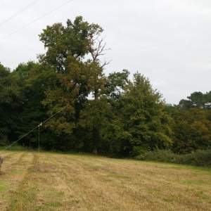 Abattage en direct avec un treuil (Grand Périgueux)