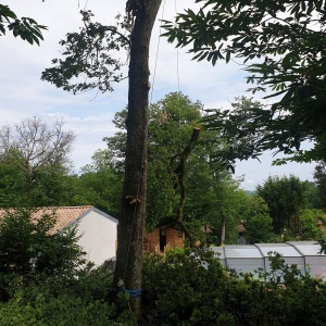 Démontage d'un chêne en rétention, descente d'une branche (Champcevinel)