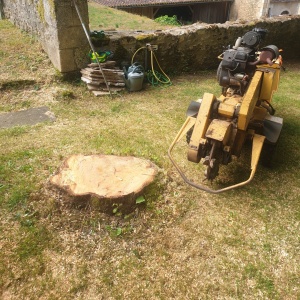 Souche avant rognage (Château de Puyguilhem)