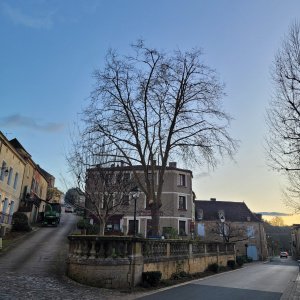 Platane à Saint Alvère - après