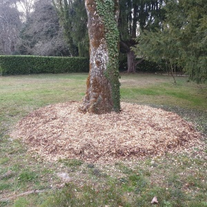 Broyat déposé au pied d'un arbre