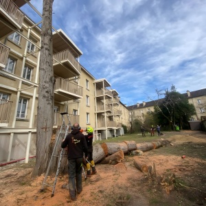 Abattage dû à une contrainte de bâtiments - vers la fin de l'intervention