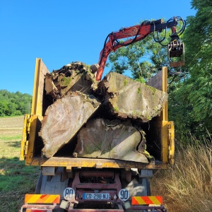 Bois de thuya transporté pour la scierie