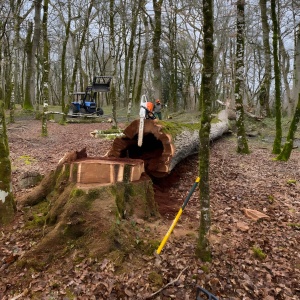 Abattage en direct d'un chêne creux (Parc du château de Hautefort)