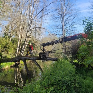 Arbre tombé sur une rivière (Saint Médard d'Excideuil)
